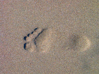 Un pie en la playa